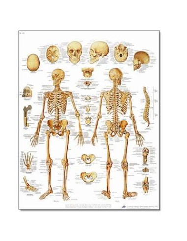 El Esqueleto Humano - Lámina Anatomía