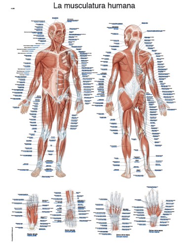 La Musculatura Humana - Lámina Anatomía