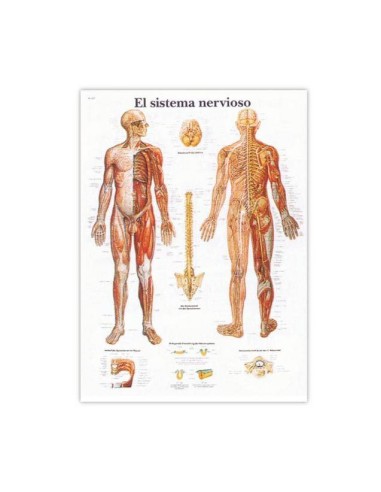 El Sistema Nervioso - Lámina Anatomía