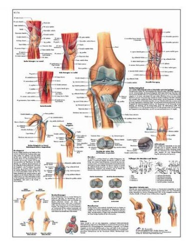La Articulación De La Rodilla - Lámina Anatomía