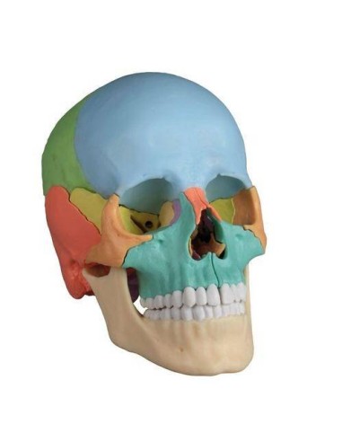 Cráneo de Osteopatia Desmontable  (22 Piezas Con Imanes)