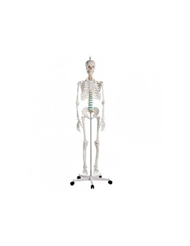 Esqueleto Humano - Modelo Anatómico de 178 cm Oscar