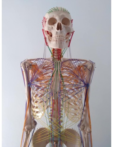 Esqueleto Humano con Cadenas Miofasciales- Modelo Anatómico