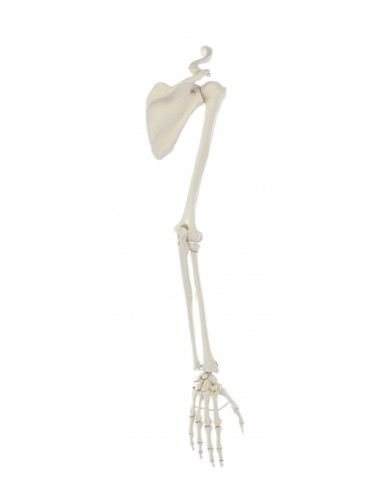 Esqueleto de Brazo con hombro Erler Zimmer